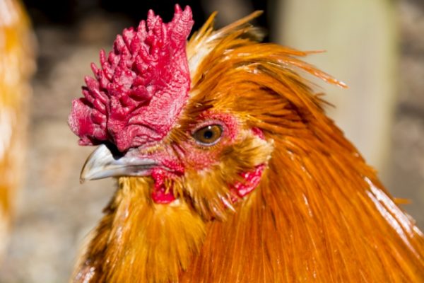 名古屋コーチン】日本三大地鶏で唯一の純血種の地鶏ブランド肉ドットコム