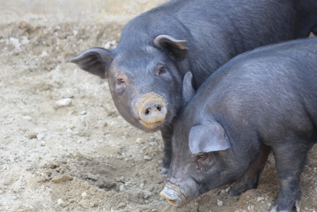 沖縄県の在来種「アグー」とブランド豚肉「あぐー」